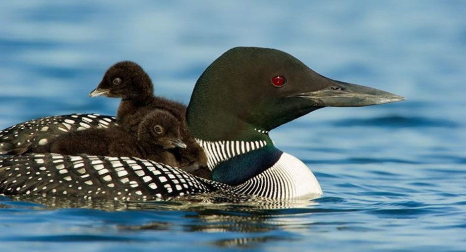Западная чернозобая гагара
