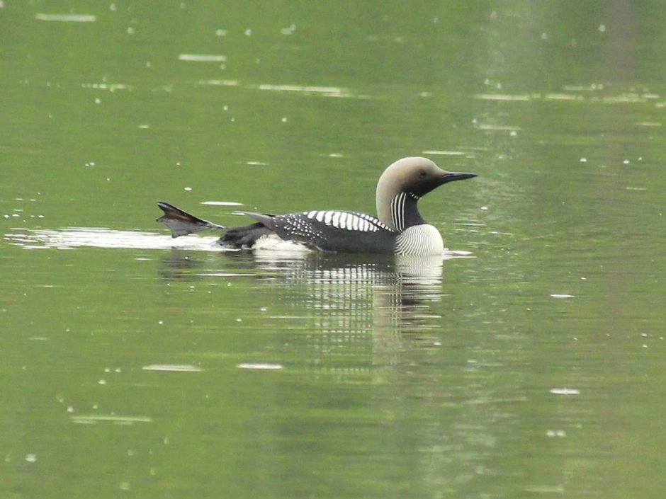 Гагара птица голос