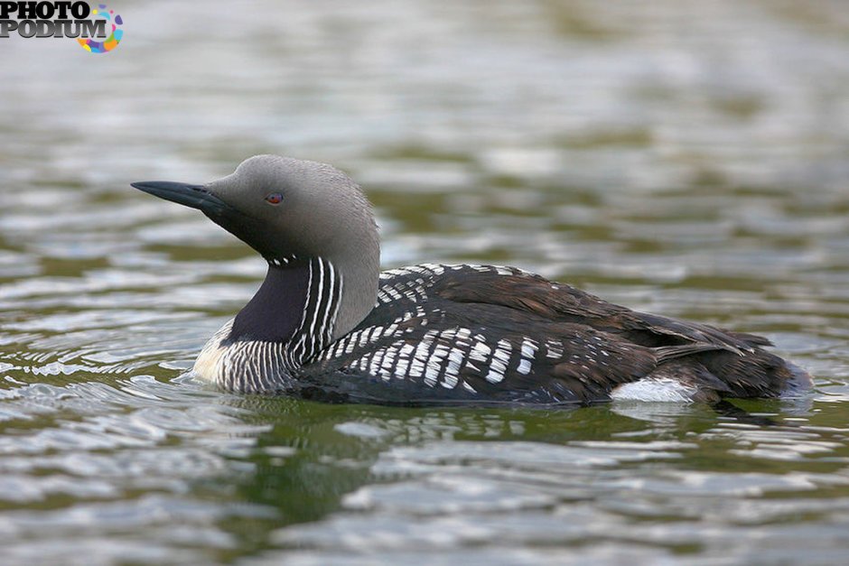Гагара в тундре