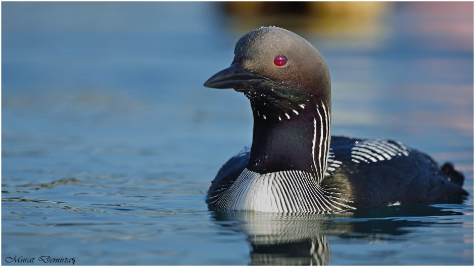 Чернозобая гагара