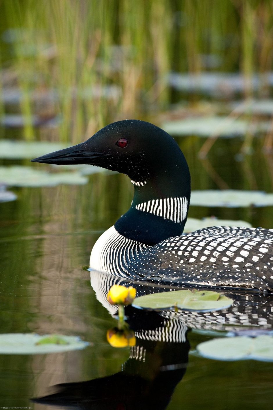 Европейская чернозобая гагара