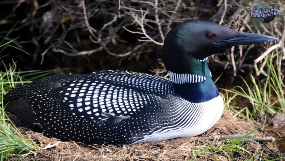 Чернозобая гагара