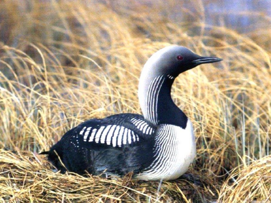 Черноклювая гагара