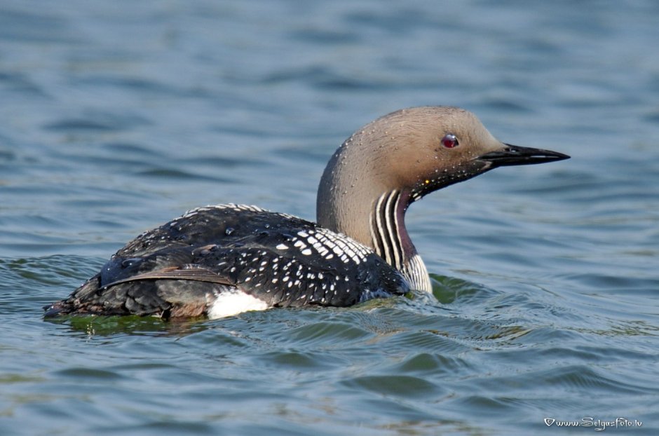 Чернозёбая ггггагарка