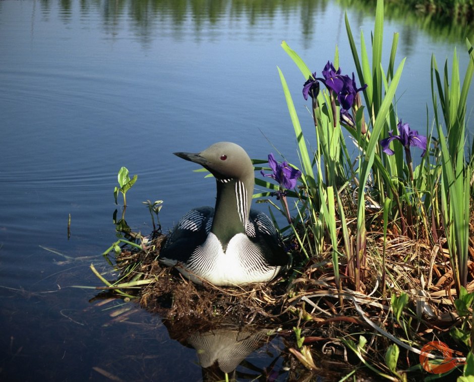 Природа в Гагаре