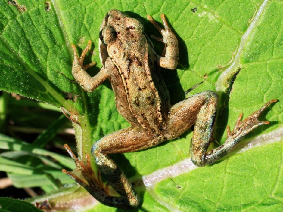 Лягушачья лапа след