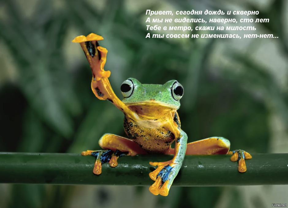 Лягушка микроквакша