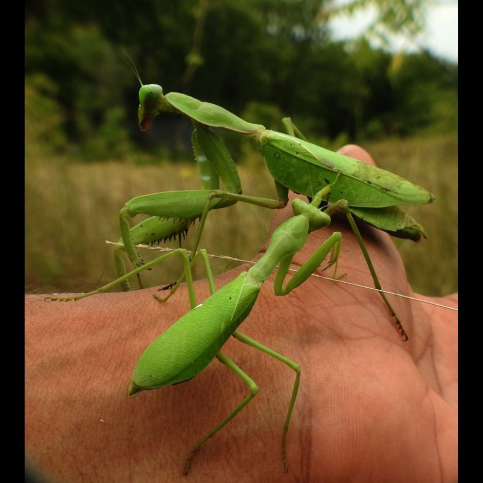 Hierodula tenuidentata