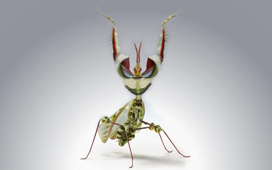Ischnomantis Gigas богомол