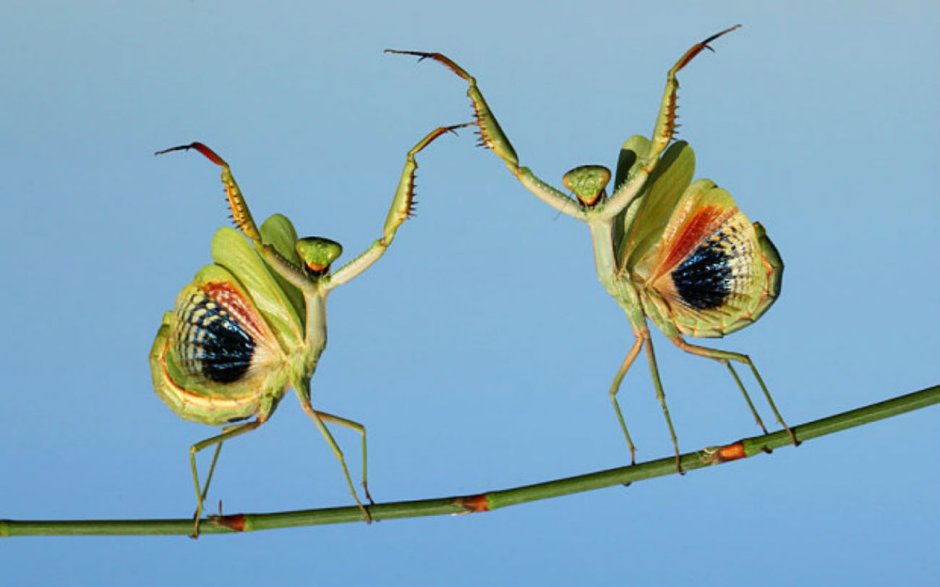 Tenodera aridifolia