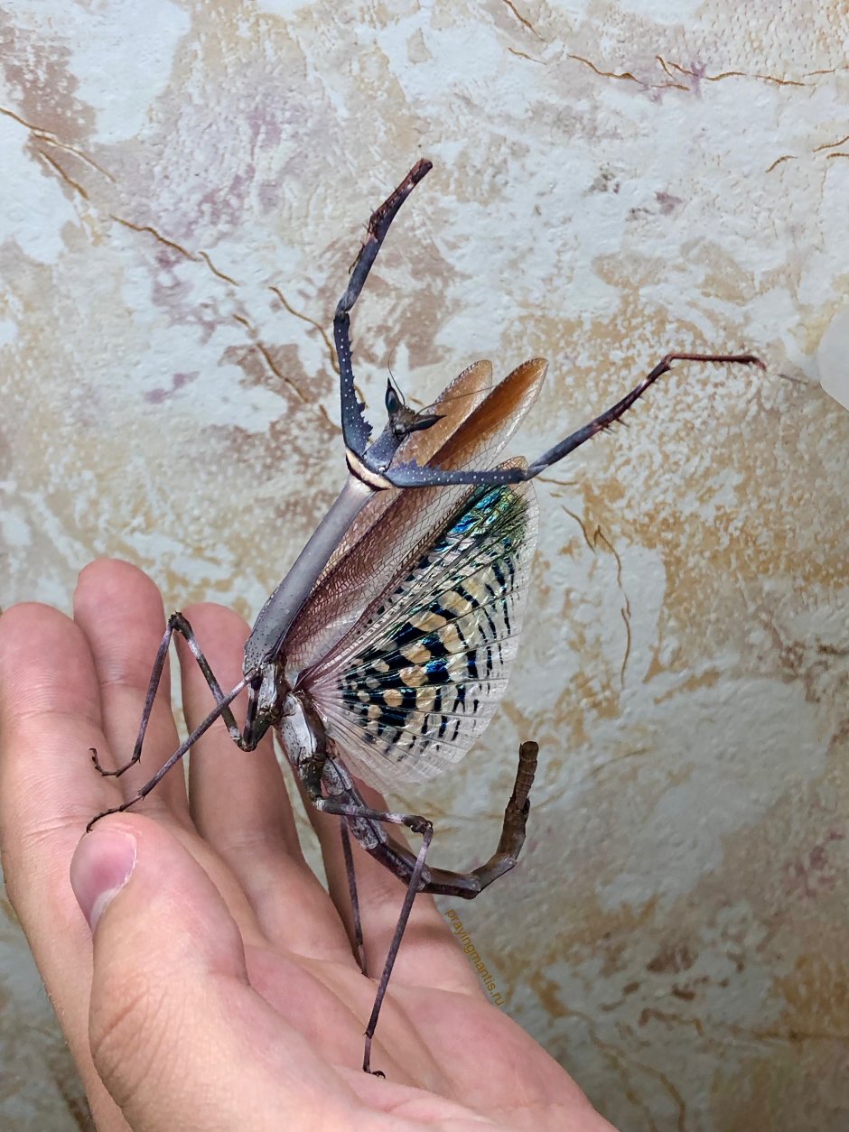 Богомол Mantis religiosa самка