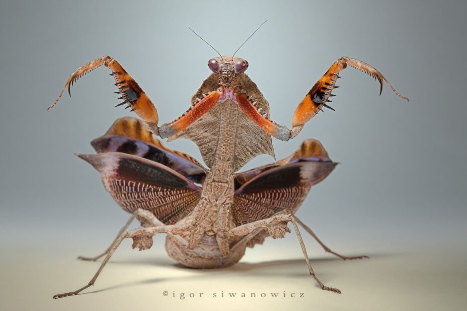 Ischnomantis Gigas богомол