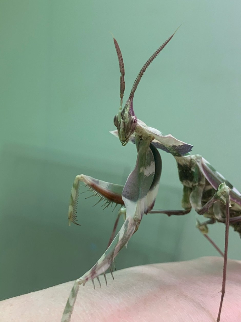 Богомол Idolomantis diabolica