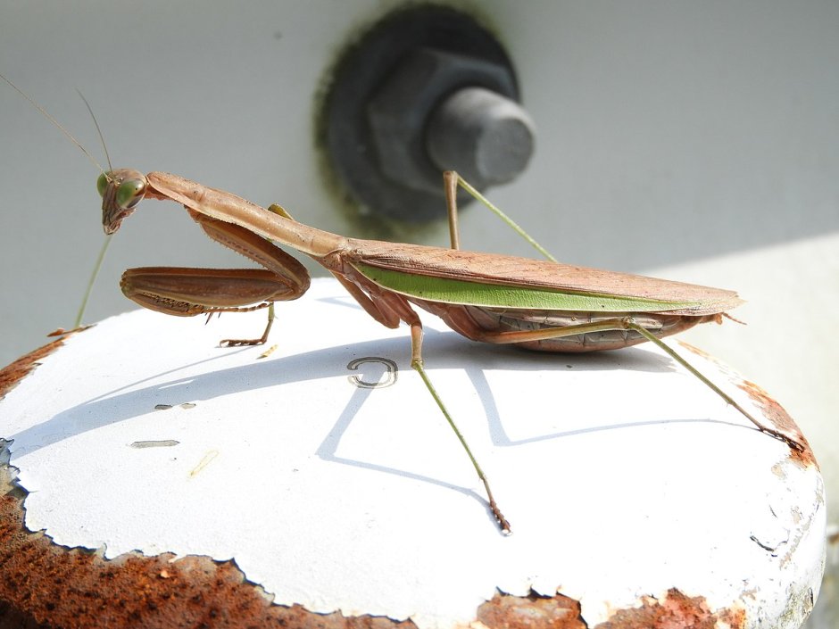 Богомол Idolomantis diabolica