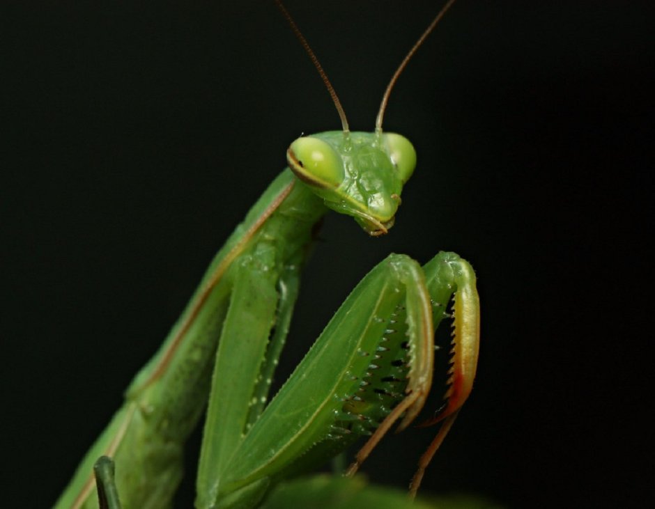 Африканский богомол Sphodromantis viridis