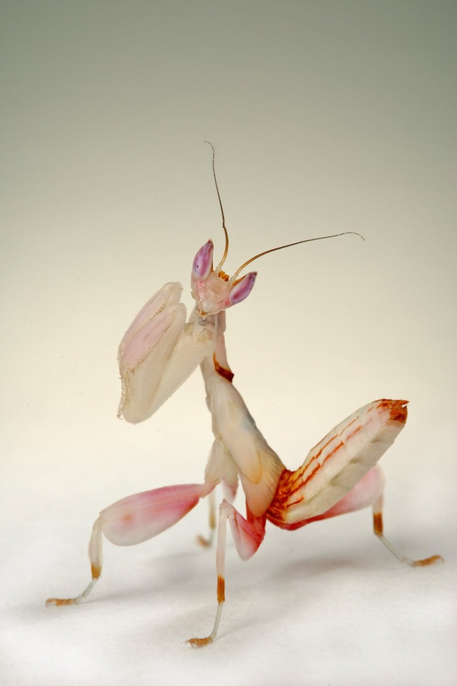 Hierodula SP. Vietnam богомол