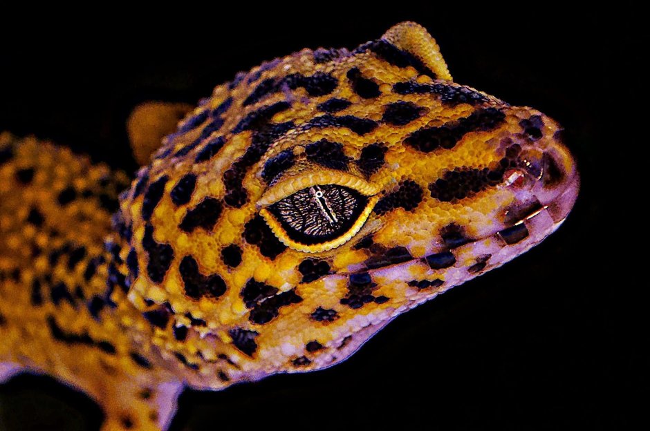 Эублефар полосатый