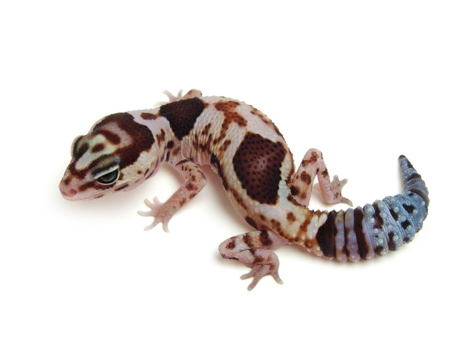 Геккон эублефар белый