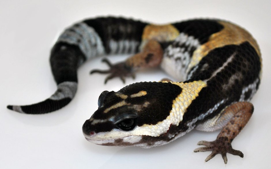 Эублефар Хардвика