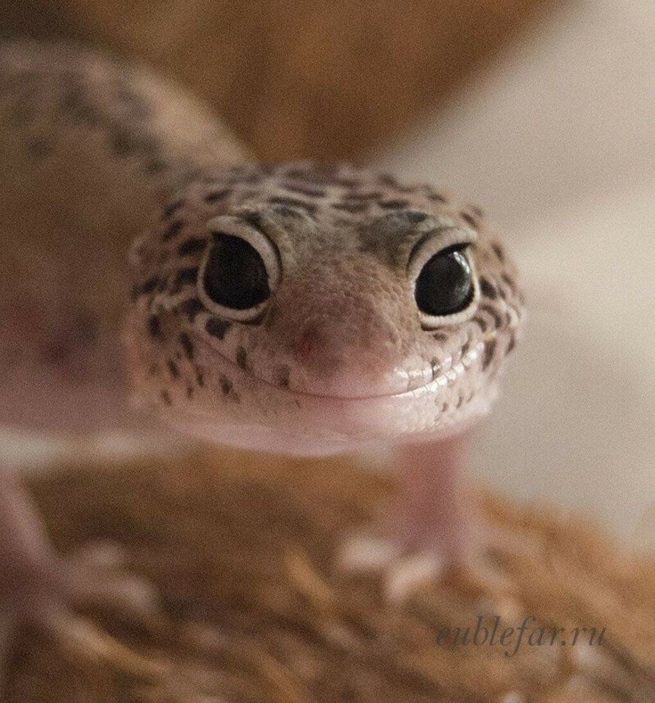 Ящерица эублефар