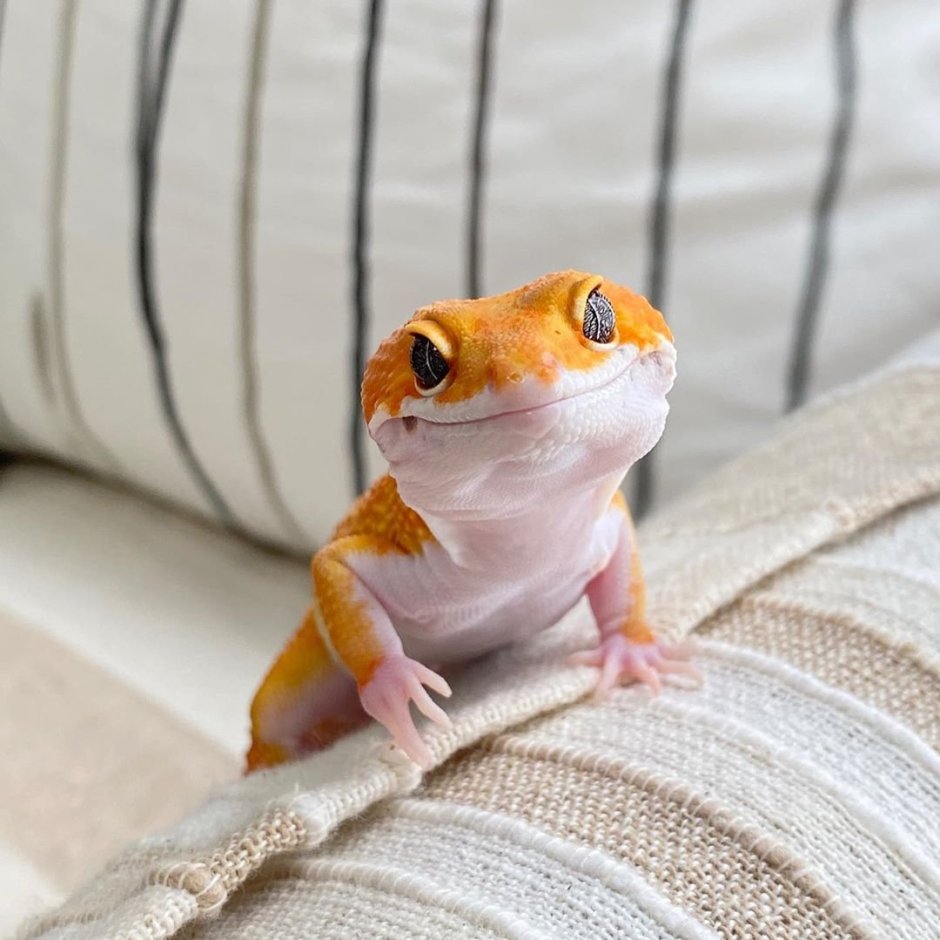 Геккон эублефар