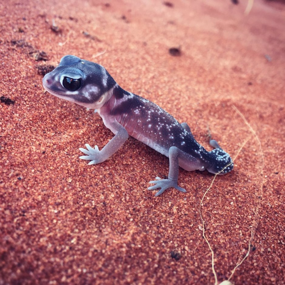 Геккон голубой эублефар