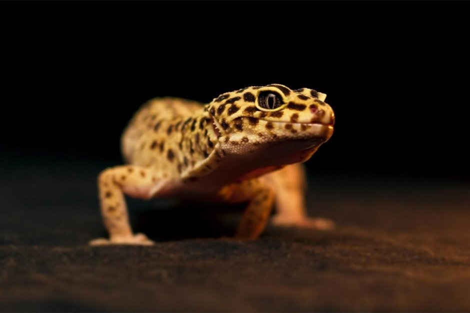 Геккон эублефар милые