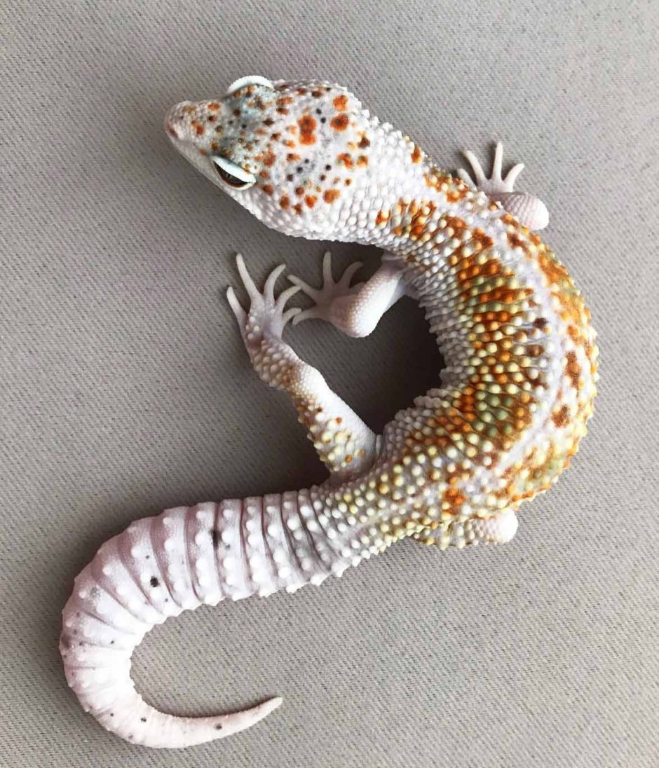 Леопардовый геккон пятнистый эублефар