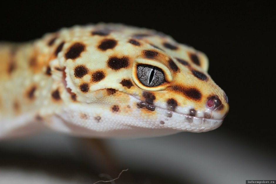 Геккон эублефар полосатый