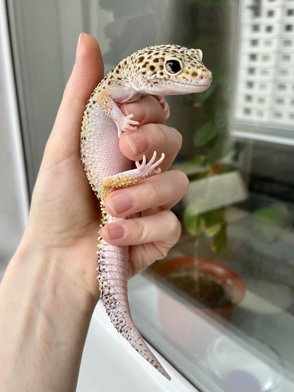 Эублефар альбинос