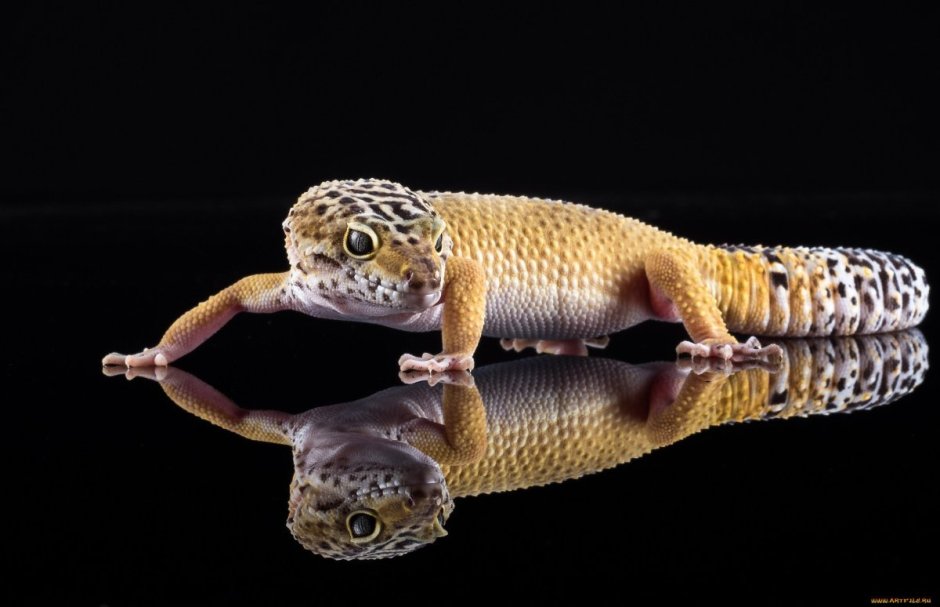 Леопардовый эублефар лапы