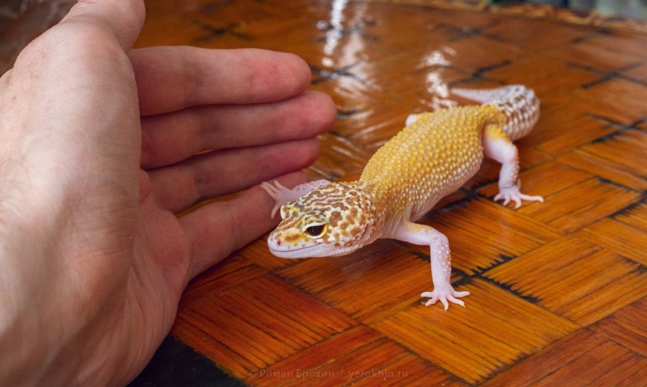 Эублефар White Knight