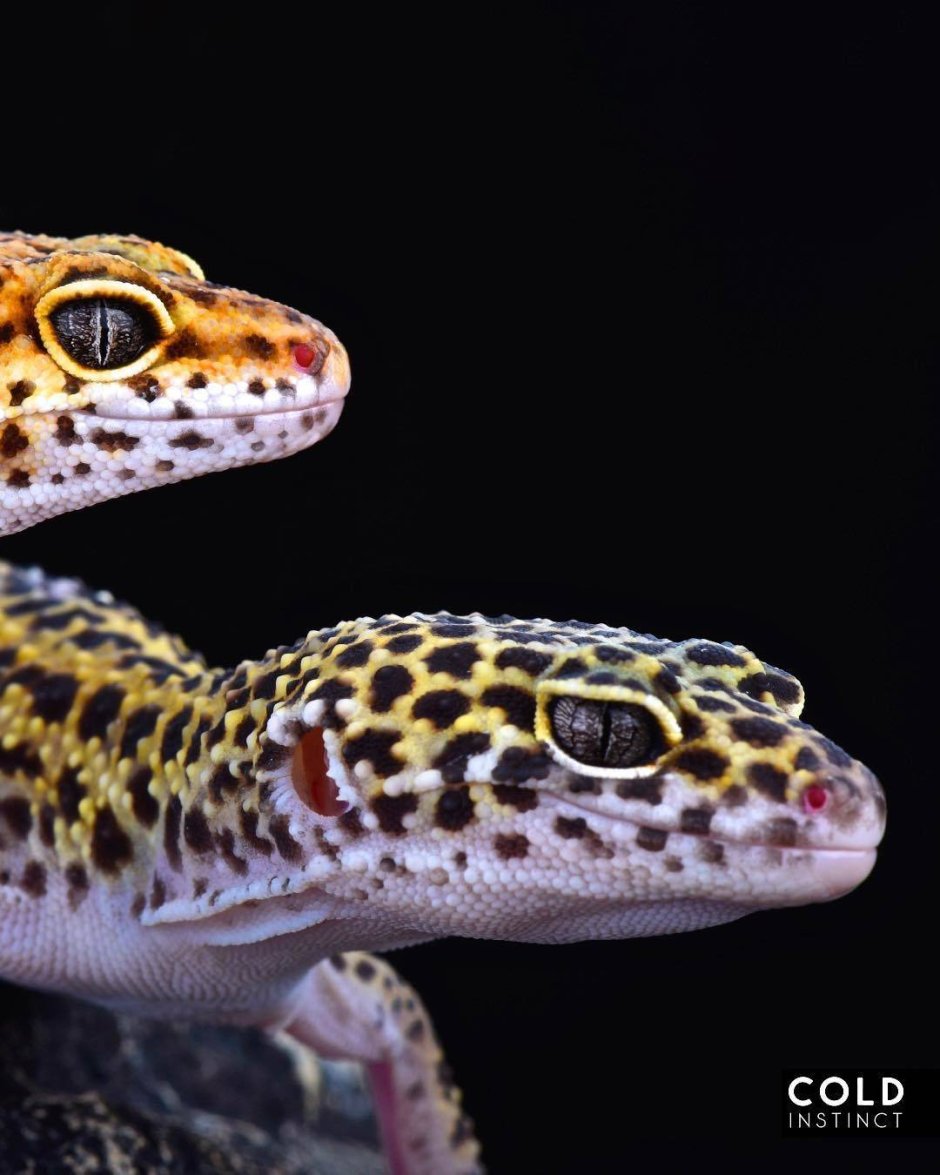 Ящерица геккон эублефар