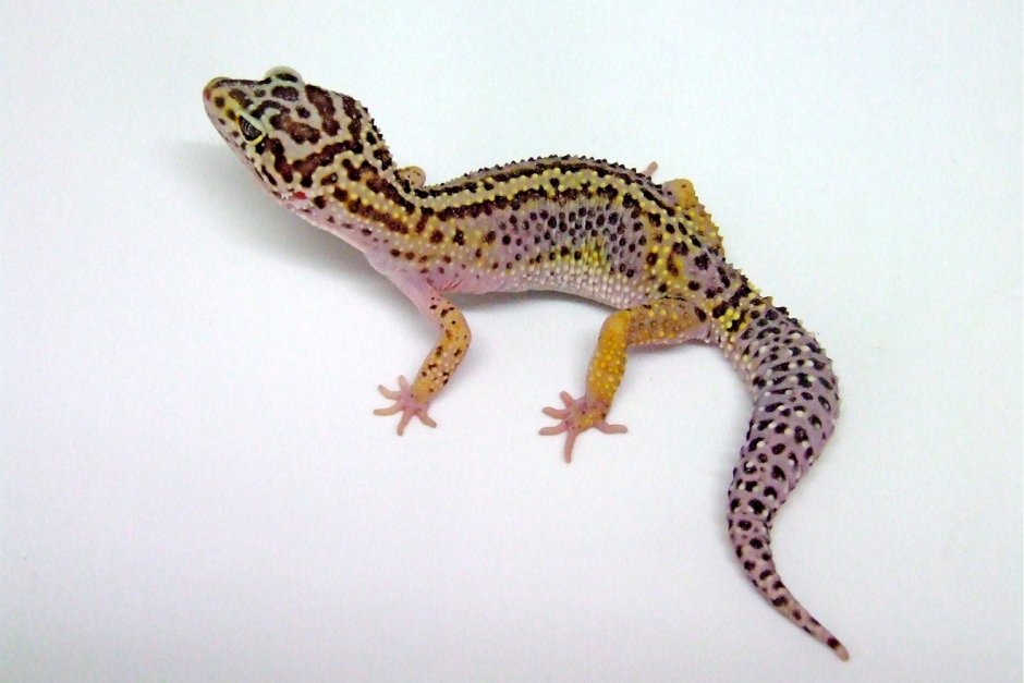 Пятнистый эублефар черный