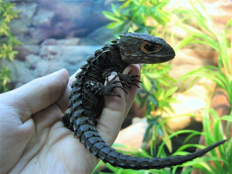 Сцинк новогвинейский колючий