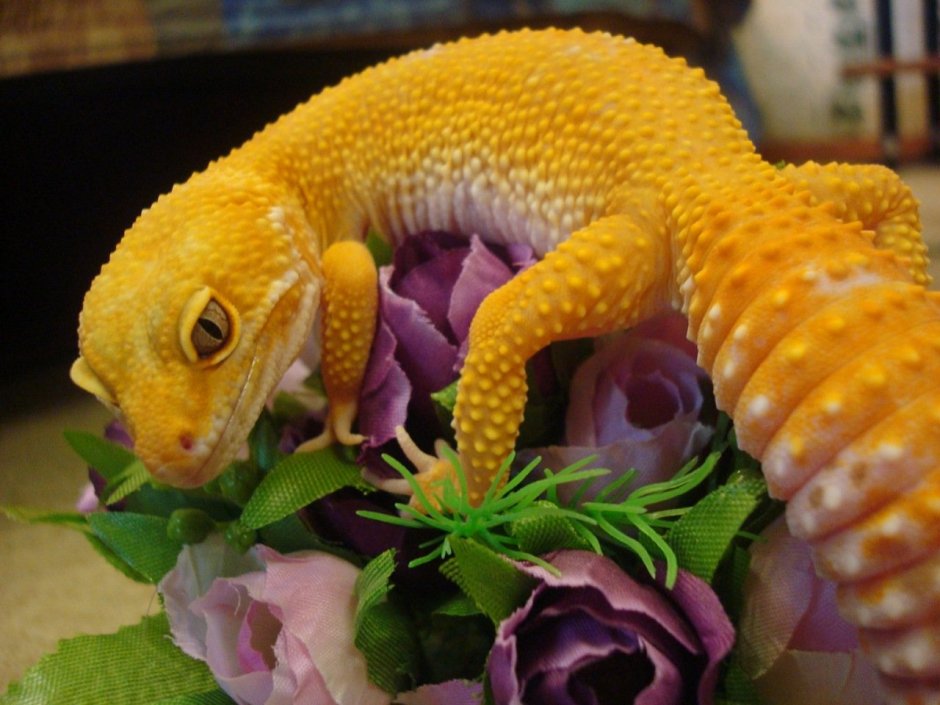 Эублефар морфы