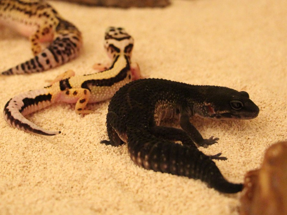 Эублефар Блэк Найт