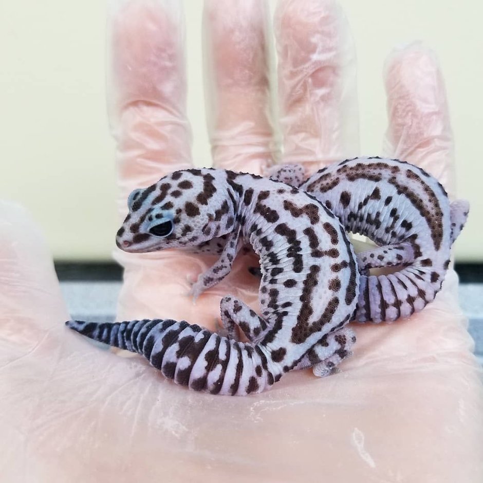 Пятнистый эублефар розовый