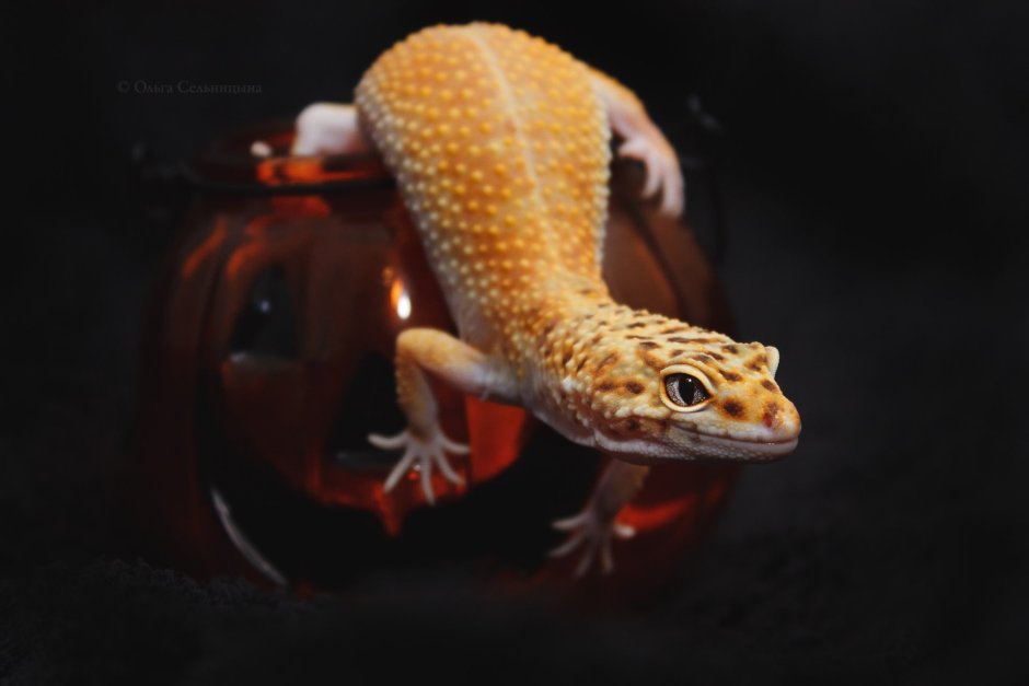 Геккон эублефар розовый