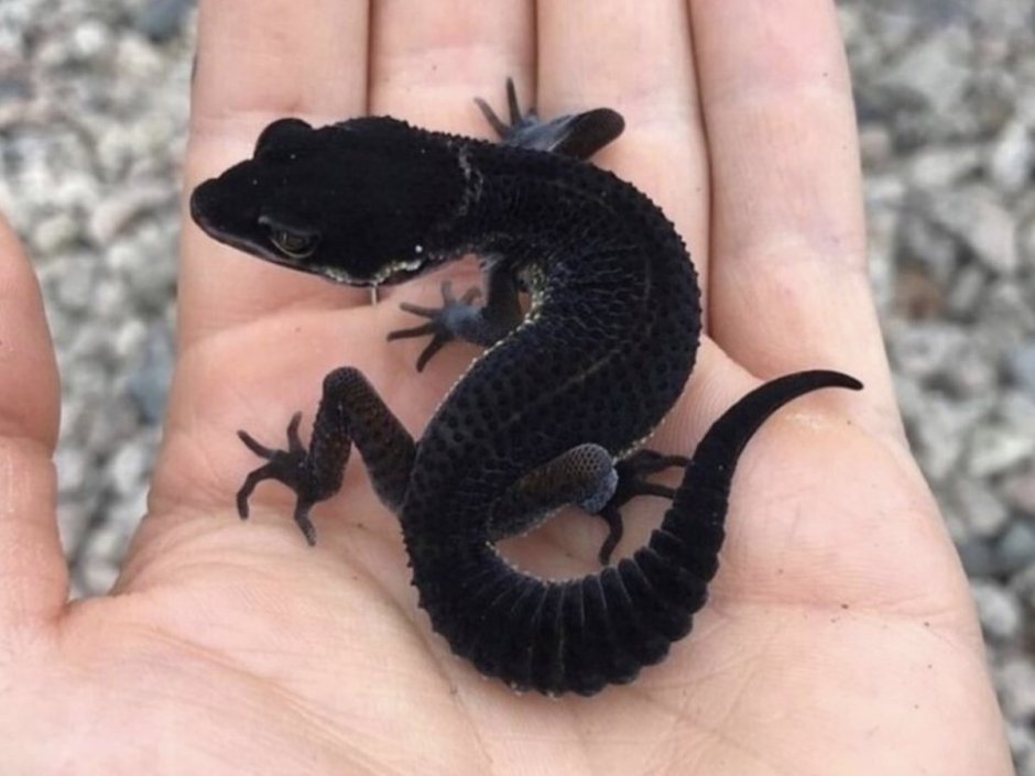 Ящерица эублефар черный