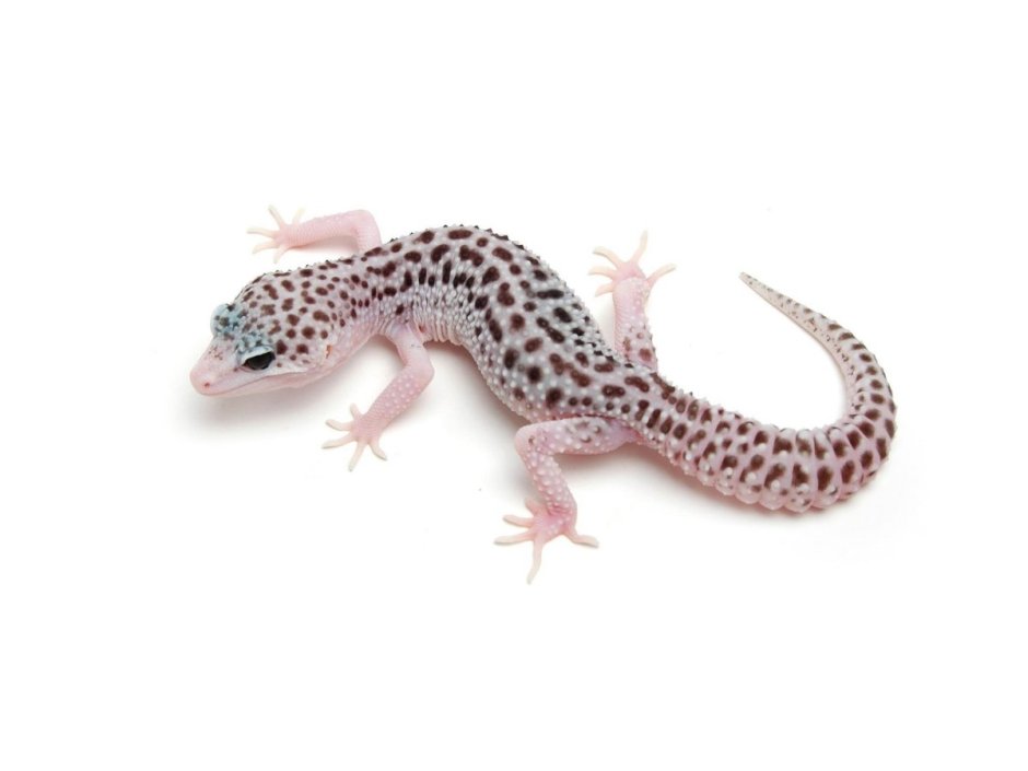 Эублефар Эклипс