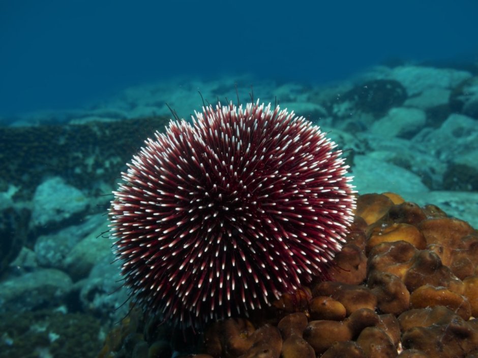Strongylocentrotus nudus