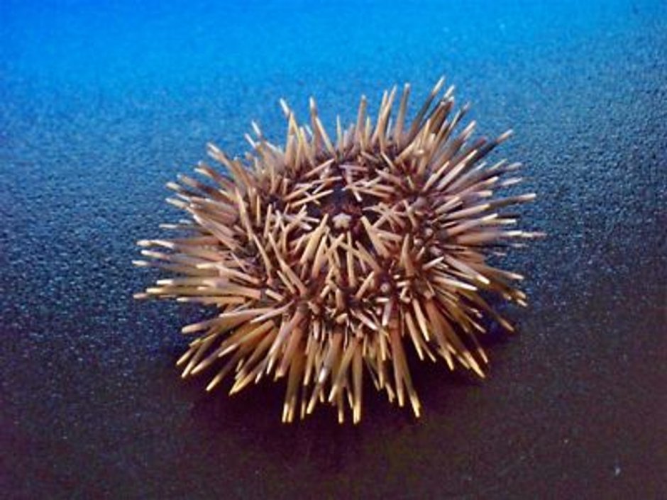 Морские Ежи (Echinoidea)