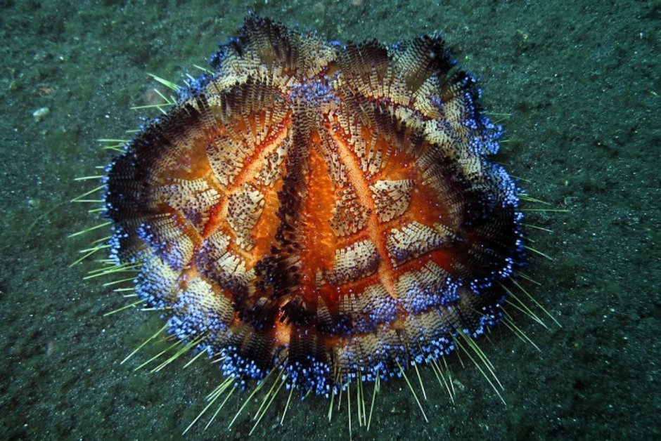 Многоиглый морской еж