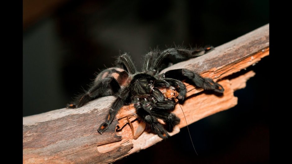 Psalmopeus irminia