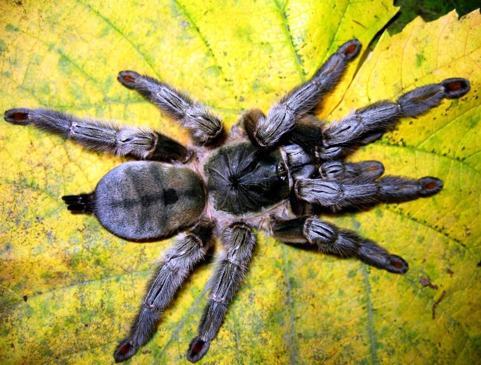 Psalmopoeus cambridgei самец