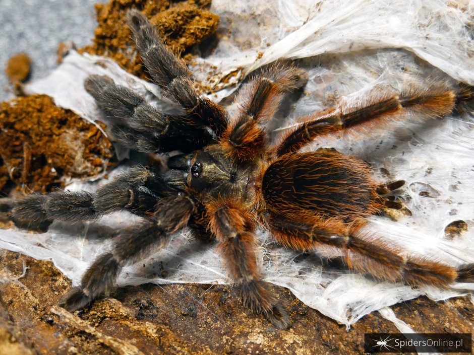 Psalmopoeus Emeralds
