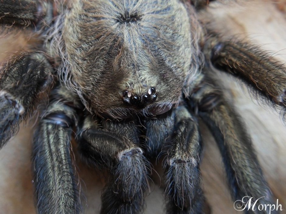 Psalmopoeus reduncus