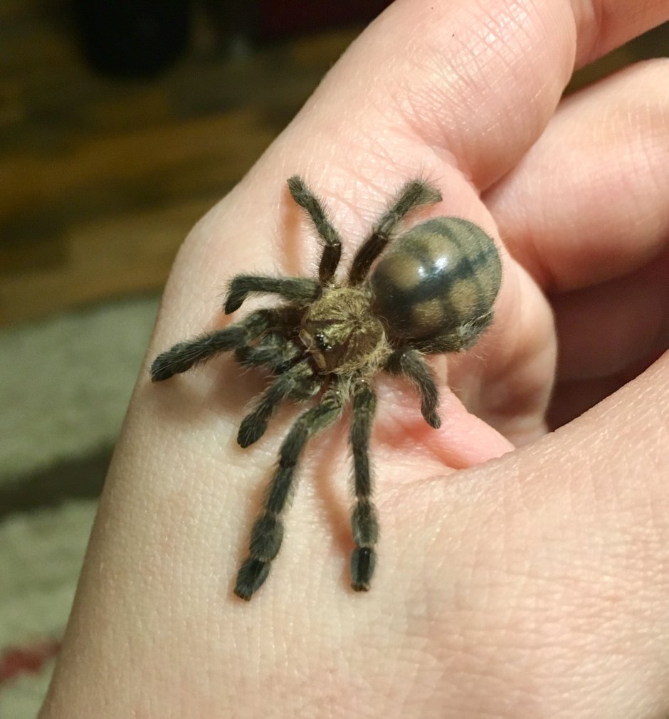 Паук Psalmopoeus cambridgei