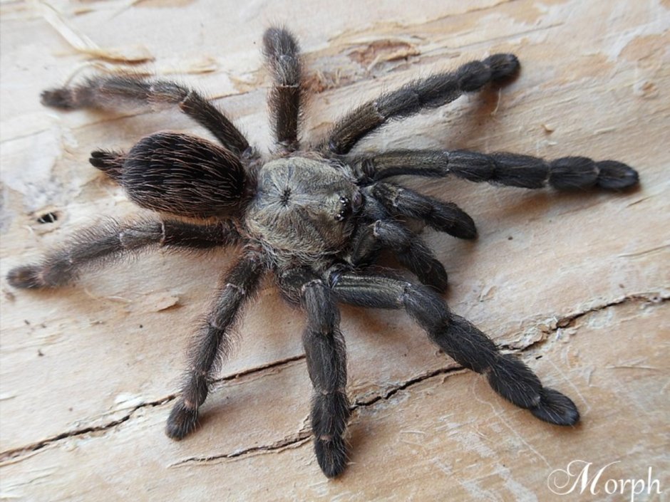 Psalmopoeus reduncus